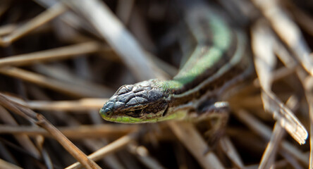 Female Balkan wall lizard (Podarcis tauricus) in dry grass, close-up