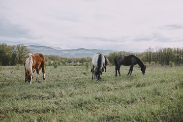 Fototapeta premium nature mammal horse in the field landscape countryside