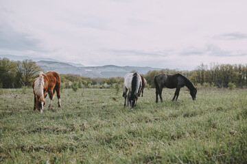 nature mammal horse in the field landscape countryside