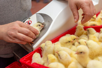 young chicks vaccination in poultry farm