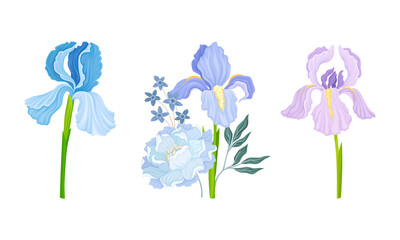 Delicate Purple Iris Flowering Plant on Stem with Blooming Flora Vector Composition Set