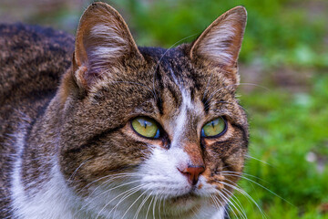 Grau gestromte Hauskatze