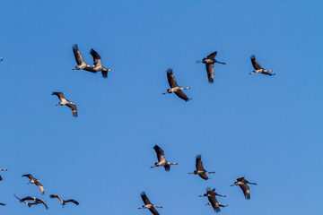 Kraniche - Grus grus (Gruidae)