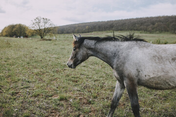 Horse in the field walk nature animals landscape