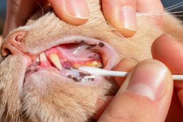 Inflamed gums and teeth covered with plaque and tartar in cats. Concept of dental health in the...