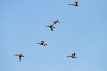 A flock of female Northern shoveler in flight(Spatula clypeata), known simply in Britain as the shoveler, is a common and widespread duck