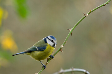 Blue Tit