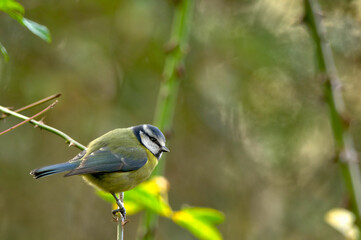 Blue Tit Resting
