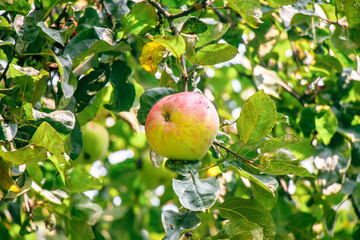 juicy, ripe apples, illuminated by the rays of the sun on the branch of an apple tree.autumn fruit...
