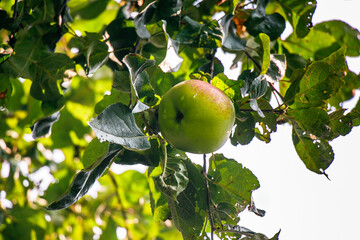 juicy, ripe apples, illuminated by the rays of the sun on the branch of an apple tree.autumn fruit...