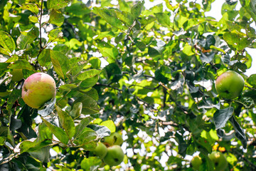 juicy, ripe apples, illuminated by the rays of the sun on the branch of an apple tree.autumn fruit...