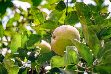 juicy, ripe apples, illuminated by the rays of the sun on the branch of an apple tree.autumn fruit harvest