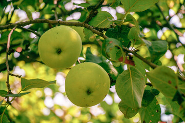 juicy, ripe apples, illuminated by the rays of the sun on the branch of an apple tree.autumn fruit...