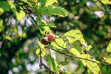 juicy, ripe apples, illuminated by the rays of the sun on the branch of an apple tree.autumn fruit harvest