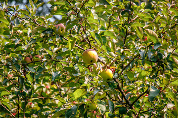 juicy, ripe apples, illuminated by the rays of the sun on the branch of an apple tree.autumn fruit...
