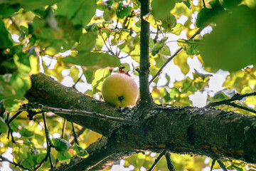 juicy, ripe apples, illuminated by the rays of the sun on the branch of an apple tree.autumn fruit...