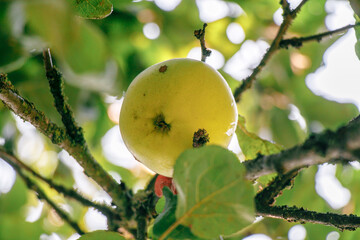 juicy, ripe apples, illuminated by the rays of the sun on the branch of an apple tree.autumn fruit...