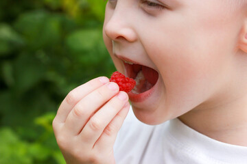 Happy boy eating raspberries in the garden outdoors, childhood