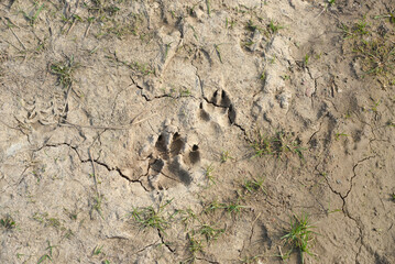 Traces of a dog in dry ground close up.
