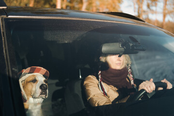 Funny staffordshire terrier wearing funny winter hat sits next to a woman driving the car. Active winter lifestyle with dogs, driving with pets at nature