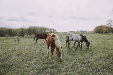 Obraz na płótnie Canvas Horse in the field mammal nature animals mammals landscape