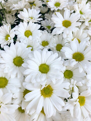 white chrysanthemum or daisy flowers
