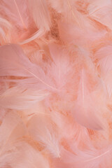 Colorful feather background, top view.