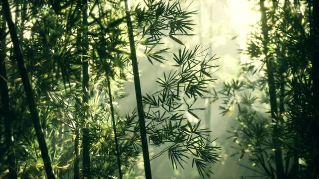 green bamboo leaves in a light fog