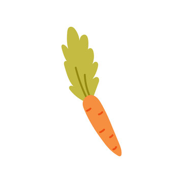 Orange Carrot