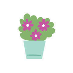 Potted plant purple flowers