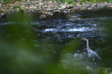 Héron cendré à la pêche dans l'Orne