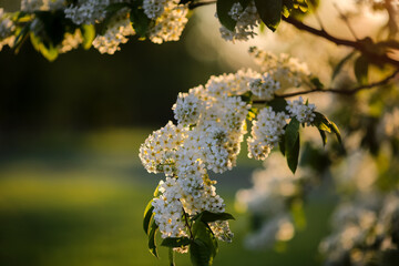 Obraz premium Blooming bird cherry