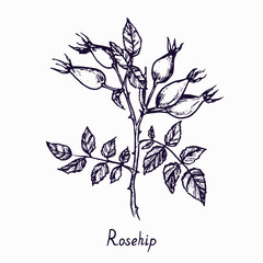 Rosehip branch with berries and leaves, outline simple doodle drawing with inscription, gravure style