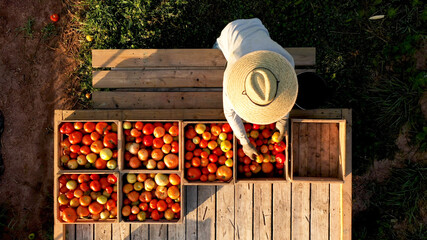 Aerial view of man sorting tomatoes on flatbed trailer at sunrise. © Robert Peak