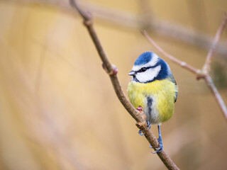 Blue Tit Clinging to a Branch looking into the shot with diffused background
