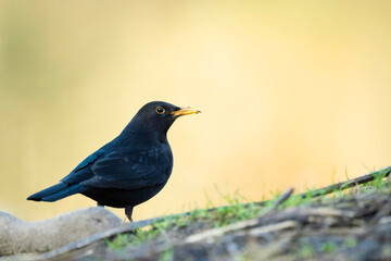 Male Blackbird with late afternoon sunshine lighting the winter background
