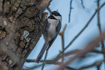 Chickadee climbing a tree