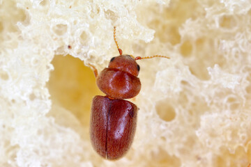 Lasioderma serricorne commonly known as the cigarette beetle, cigar beetle or tobacco beetle, is...