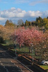 Cherry blossom street