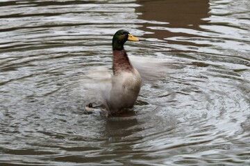 Colvert