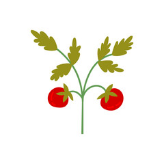 Tomatoes stem vegetable