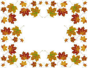 arrangement of autumn maple tree leaves as pattern