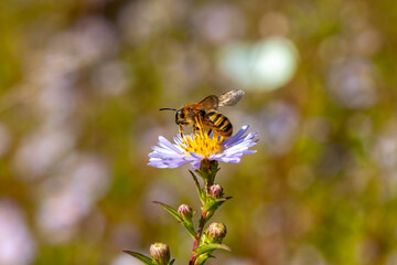 Pollinisateur - Abeille solitaire butinant des fleurs d'aster sur fond flou de prairie fleurie