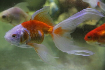 Peixes ornamentais para armoniza&ccedil;&atilde;o de ambientes e torna-los tranquilo
