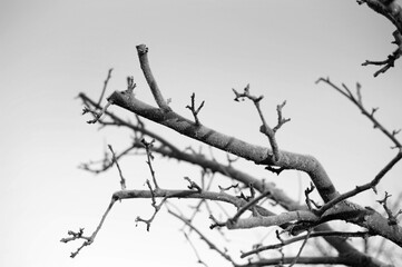Tree branches towards the sky