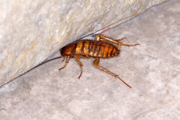 American cockroach (Periplaneta americana) the largest common cockroach, and often considered a pest. In some regions known as the waterbug, ship cockroach, kakerlac, and Bombay canary. Dangerous pest