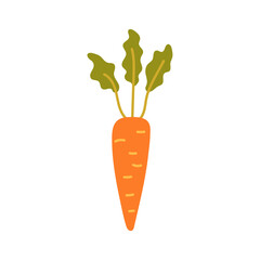 Vegetable orange carrot