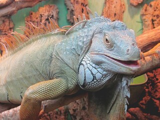 iguana in the zoo