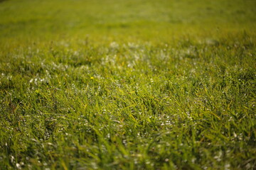 Grass and alfalfa growing in a hay field in rural Ontario, Canada. Farming and agriculture.