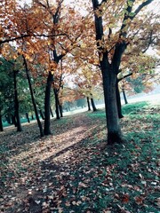 Naklejka premium autumn in the park